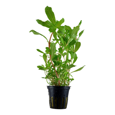Ammannia crassicaulis