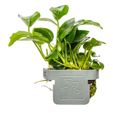 Anubias barteri 'Petite'